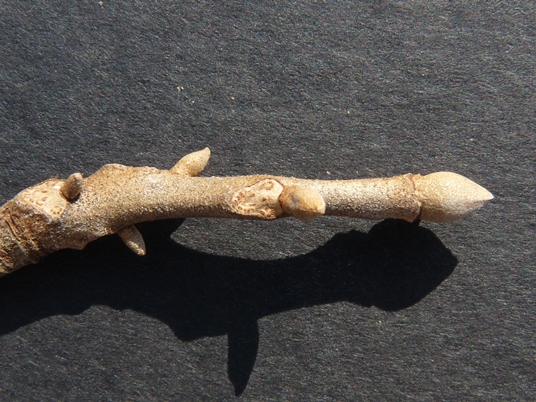 {Carya myristiciformis}